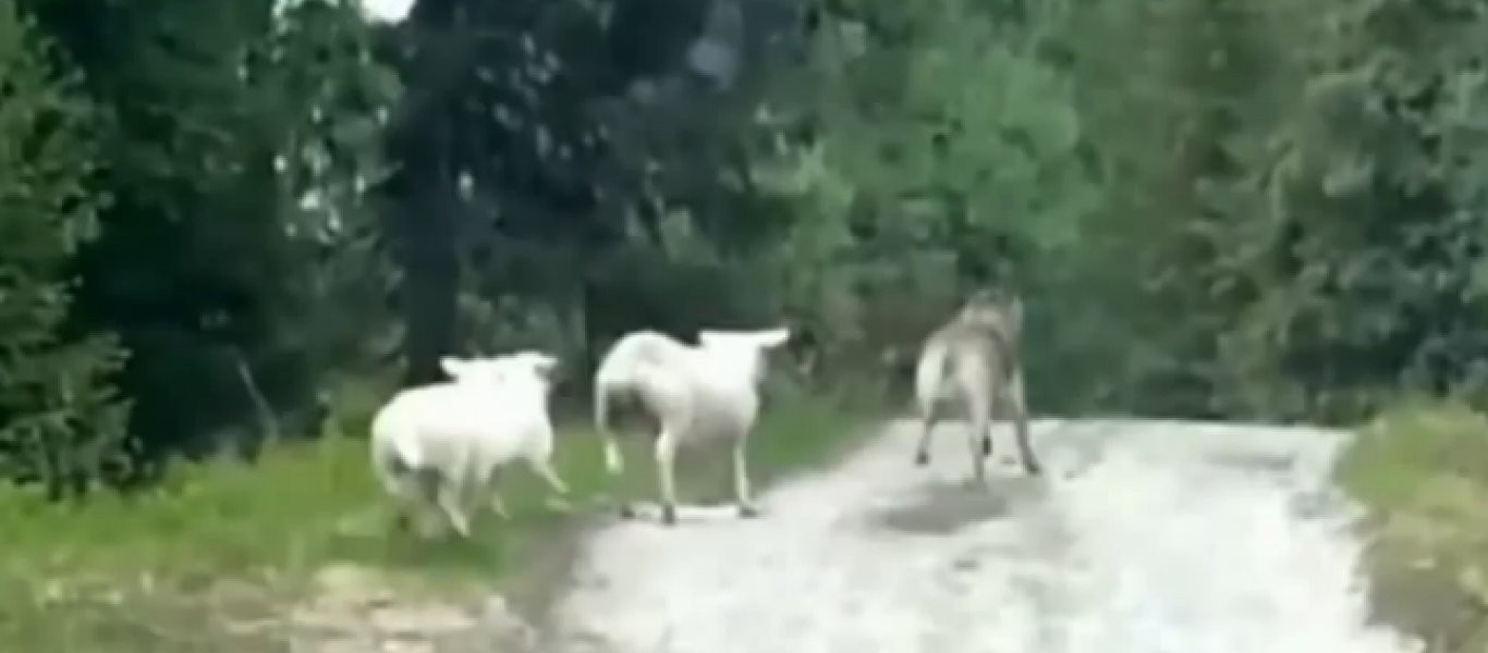 Βίντεο: Κι όμως έγινε!- Πρόβατα κυνηγάνε λύκο